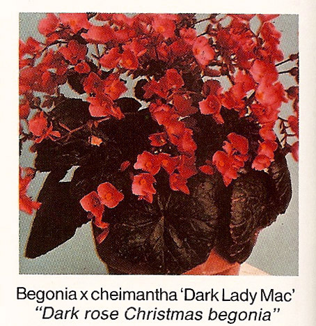 B. ‘Dark Lady Mac’